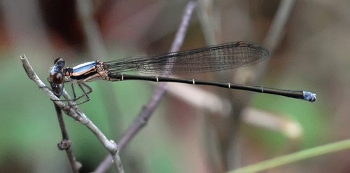 Male, immature
2012_04_19_Upson